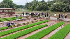 将一盘盘瘦弱的秧、快速地植入地盘